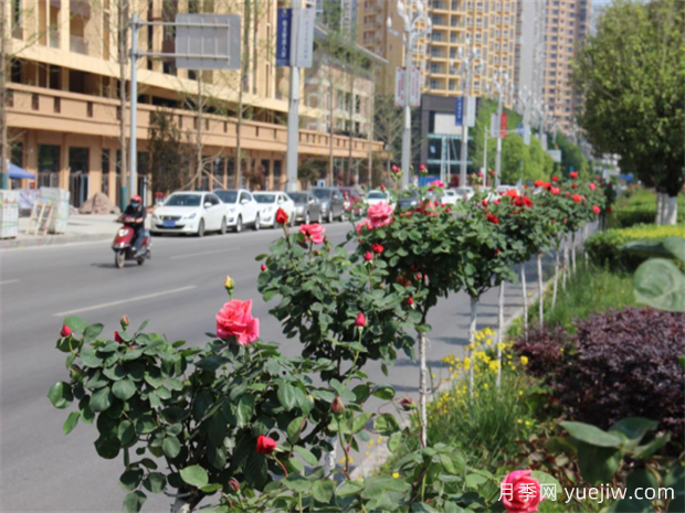 达州月季应用和月季景观(图3)