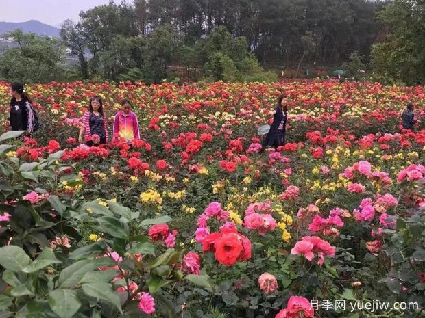 月季园：达州成都山花纤谷玫瑰园(图4)