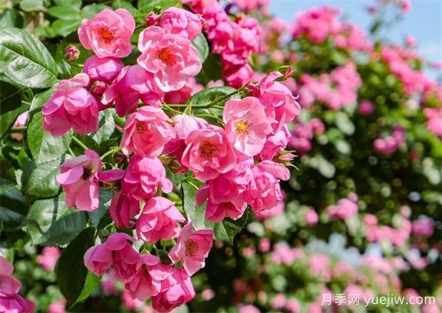 资阳月季应用和月季景观(图3)