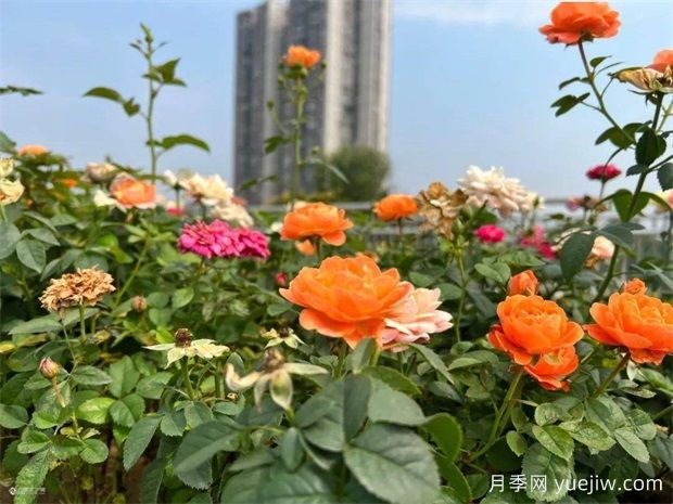 资阳月季应用和月季景观(图2)