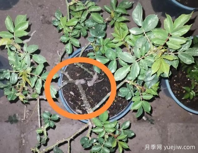 月季怎么抹芽?详细教程来啦,照着做,爆花很简单(图2) 月季怎么抹芽?详细教程来啦,照着做,爆花很简单(图2)