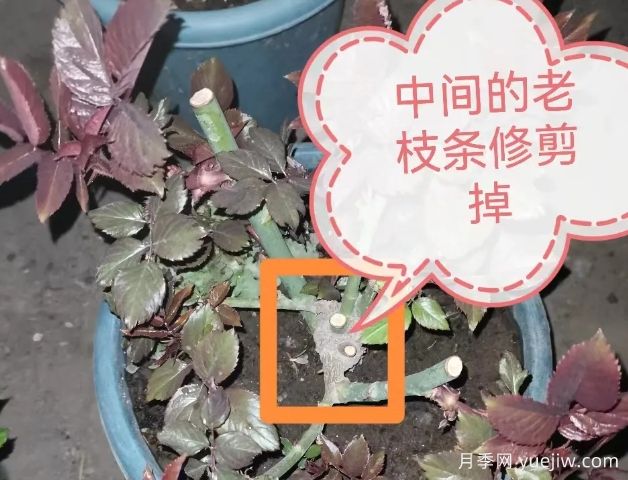 月季怎么抹芽?详细教程来啦,照着做,爆花很简单(图1) 月季怎么抹芽?详细教程来啦,照着做,爆花很简单(图1)