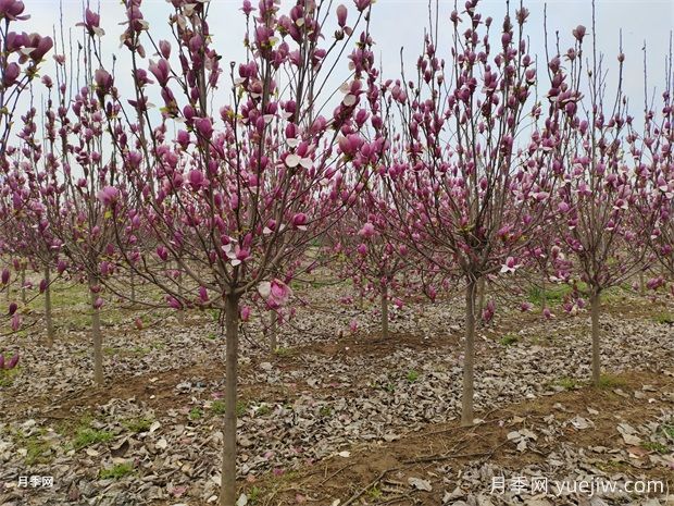 玉兰树养殖方法和注意事项(图2) 玉兰树养殖方法和注意事项(图2)