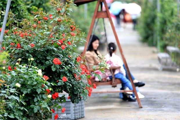三明沙县琅口玫瑰花开惹人醉(图3)