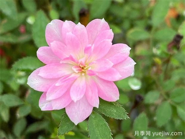 阳台上最好养的月季，不是果汁阳台(图2)