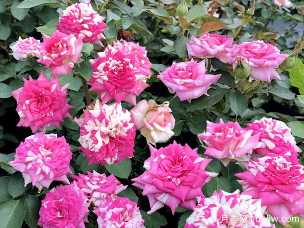 清明过后，给月季花喂点鱼骨头，根壮叶绿猛开花(图1)