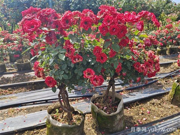 月季叶子发黄？牢记这4点，让它茁壮成长花开满枝(图2)