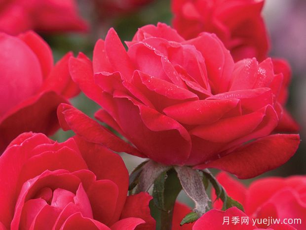 14个耐寒月季品种,东北户外可自然越冬(图3) 14个耐寒月季品种,东北户外可自然越冬(图3)