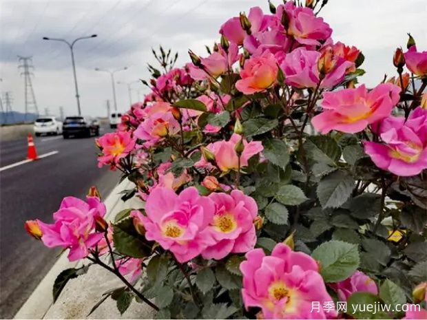 杭州高架月季初开,又到走花路时间(图2) 杭州高架月季初开,2024年又到走花路时间(图2)