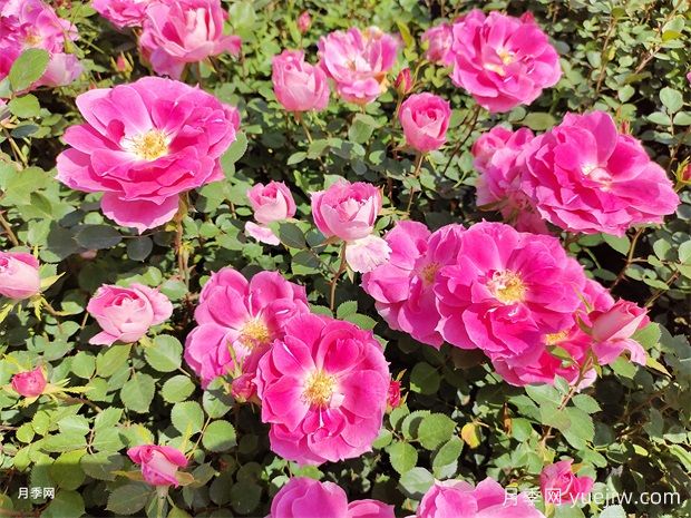 杭州高架月季初开,又到走花路时间(图3) 杭州高架月季初开,2024年又到走花路时间(图3)