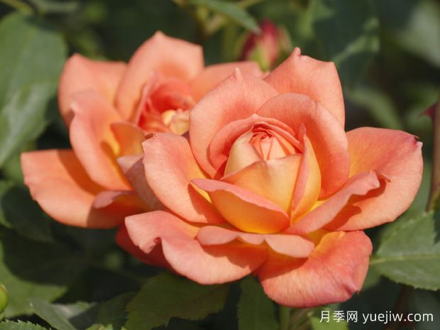 非常漂亮的9种月季花，各具特色绚丽多彩(图3)