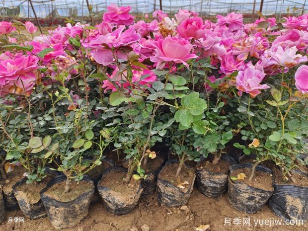 盆栽仙境月季苗基地批发供应(图2)