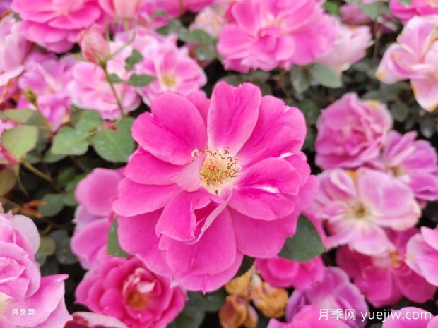 盆栽仙境月季苗基地批发供应(图3)