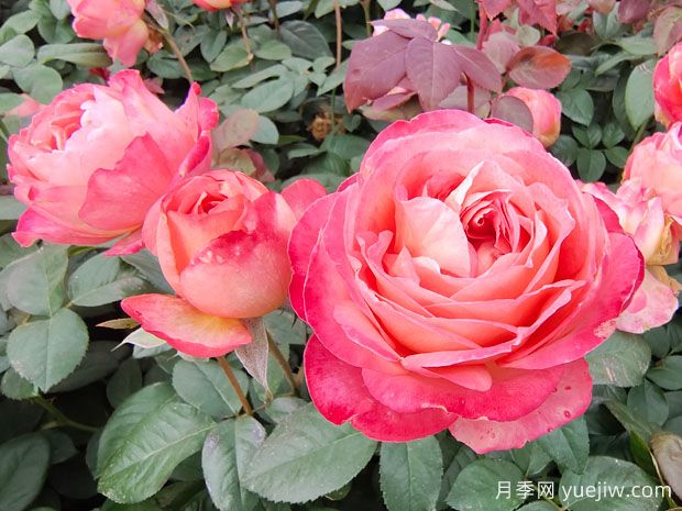 怎么区分月季、香水月季和玫瑰？(图1)