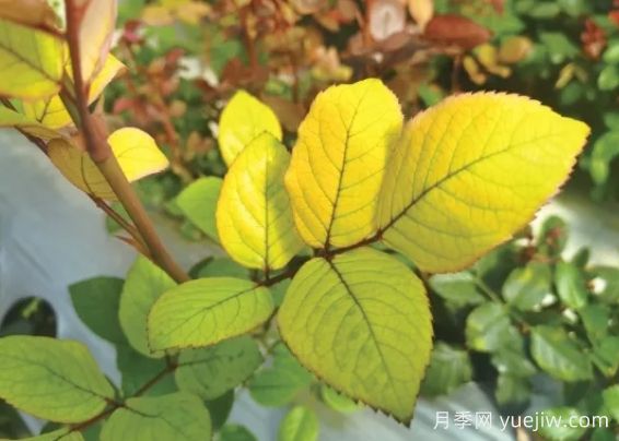 月季生病怎么办?学会观叶识病,自己也能轻松诊断!(图1) 月季生病怎么办?学会观叶识病,自己也能轻松诊断!(图1)