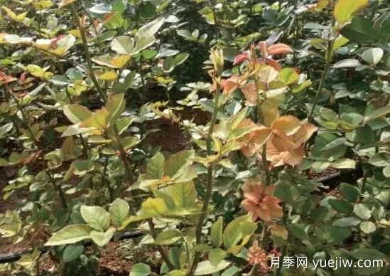 月季生病怎么办?学会观叶识病,自己也能轻松诊断!(图3) 月季生病怎么办?学会观叶识病,自己也能轻松诊断!(图3)