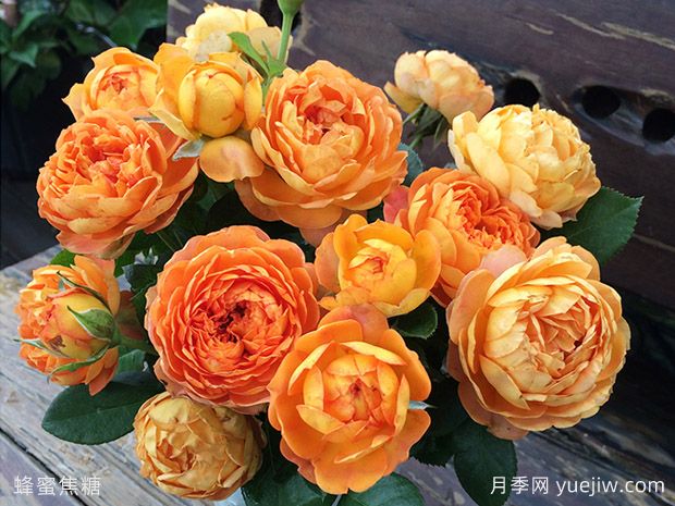 蔷薇、玫瑰、月季你怎么看?(图1) 蔷薇、玫瑰、月季你怎么看?(图1)