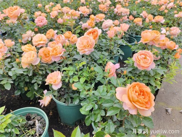 月季出现病虫害,打药了为什么还治不好?因为这4大原因(图1) 月季出现病虫害,打药了为什么还治不好?因为这4大原因(图1)