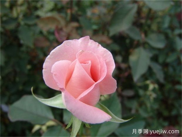 云粉月季(图2) 云粉月季(图2)