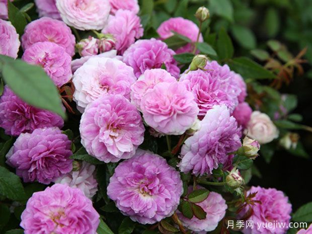 娇小可爱的拇指姑娘月季(图1) 娇小可爱的拇指姑娘月季(图1)