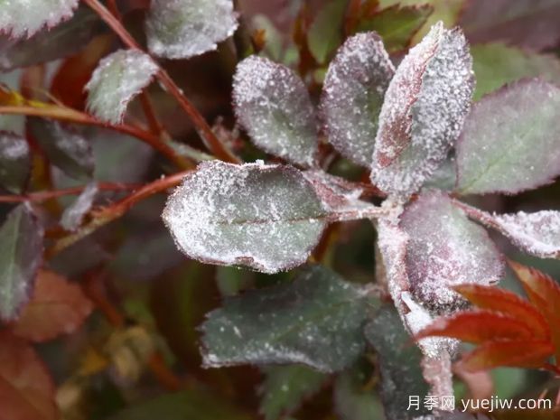 月季常见病虫害图鉴 一文在手养月季不愁(图1) 月季常见病虫害图鉴,一文在手养月季不愁(图1)