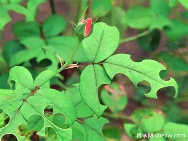 月季常见病虫害图鉴 一文在手养月季不愁(图5) 月季常见病虫害图鉴,一文在手养月季不愁(图6)