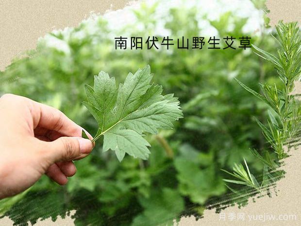 南阳艾及其利用(图1) 南阳艾及其利用(图1)