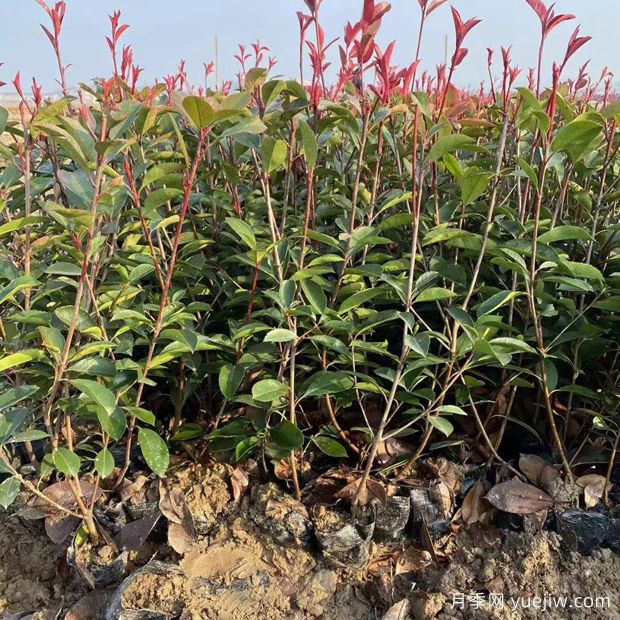 春季养护:绿篱修剪要点(图1) 春季养护:绿篱修剪要点(图1)