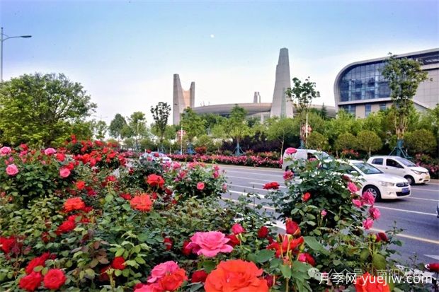 南阳月季：展品牌亮点 促花样经济(图1)