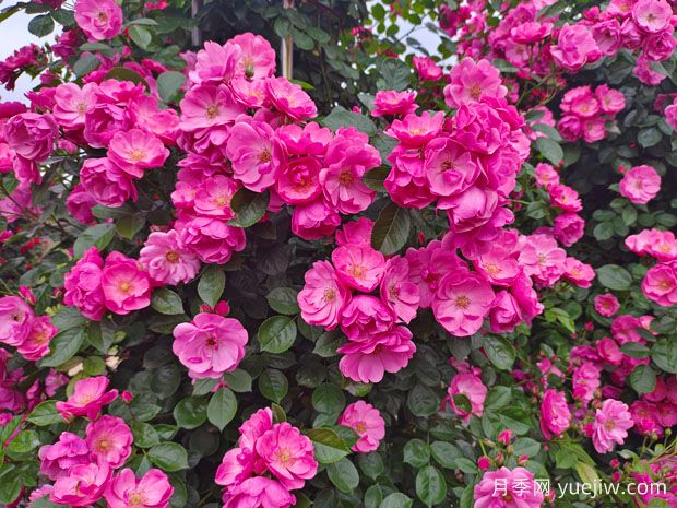 从古至今的浪漫——月季花(图2)