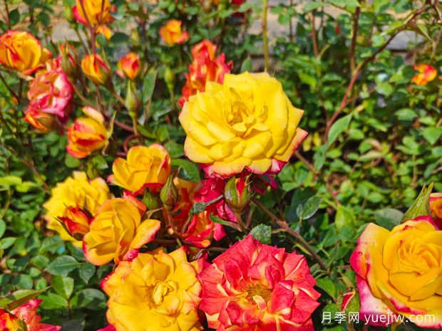 月季长势不佳?妙法教你月季实现爆盆盛景(图1) 月季长势不佳?妙法教你月季实现爆盆盛景(图1)