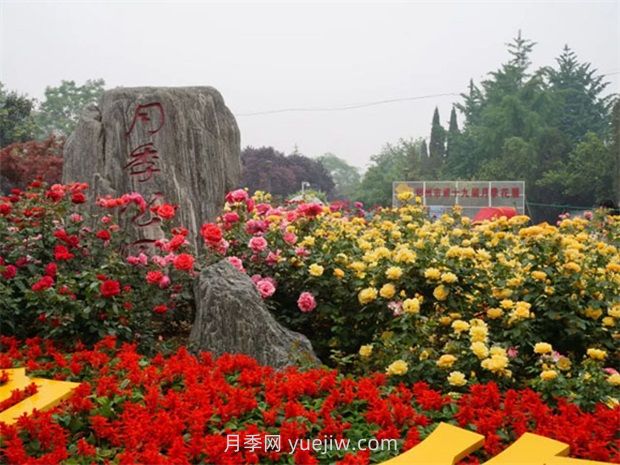 2024年郑州赏月季地点全攻略(图2) 2024年郑州赏月季地点全攻略(图2)