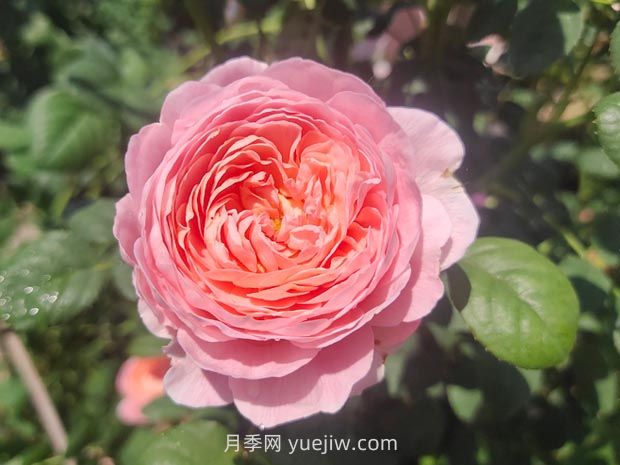 2024年郑州赏月季地点全攻略(图3) 2024年郑州赏月季地点全攻略(图3)