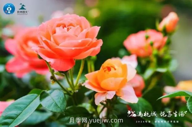 杭州满城繁花,500万株月季竞相绽放的极致浪漫(图2) 杭州满城繁花,500万株月季竞相绽放的极致浪漫(图2)