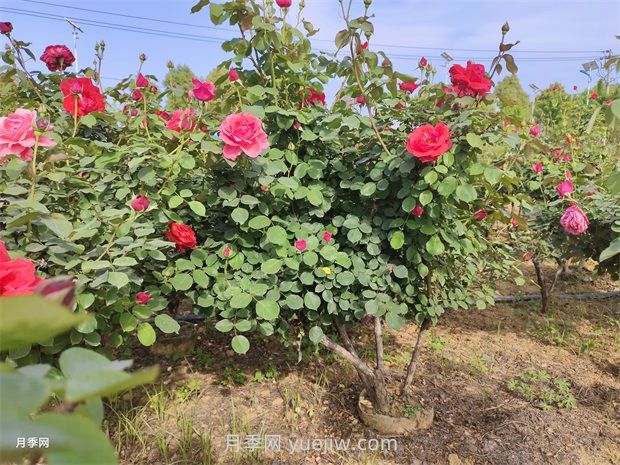原生多杆月季树全冠更大气基地批发(图2) 原生多杆月季树全冠更大气基地批发(图2)