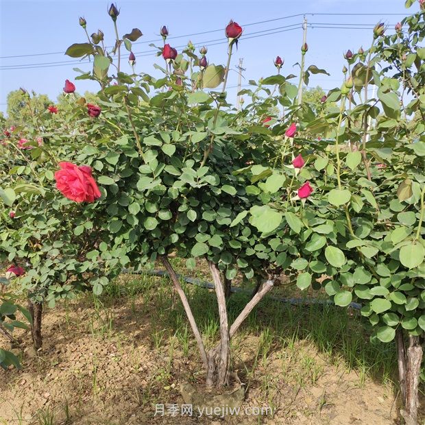 原生多杆月季树全冠更大气基地批发(图3) 原生多杆月季树全冠更大气基地批发(图3)