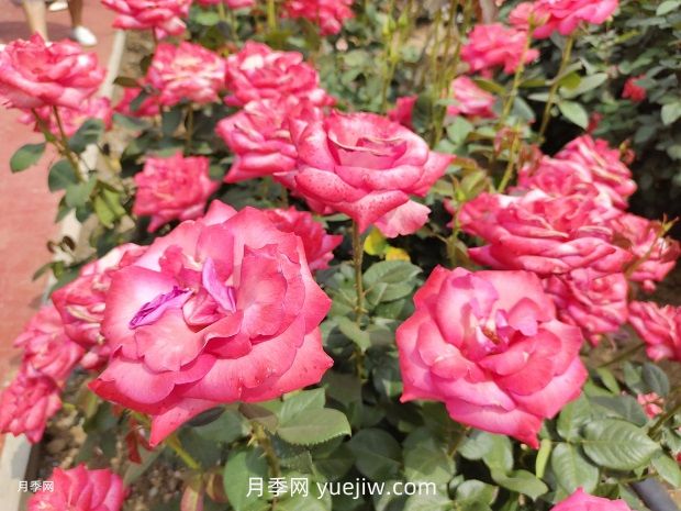 南阳月季花养护指南(图1)