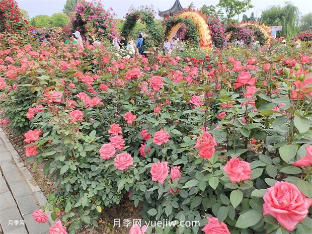 怎么给月季花浇水？很多新手做错了，难怪养不好(图1)