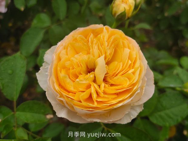 从一万种月季花中精选这10种,你喜欢吗?(图1) 从一万种月季花中精选这10种,你喜欢吗?(图1)