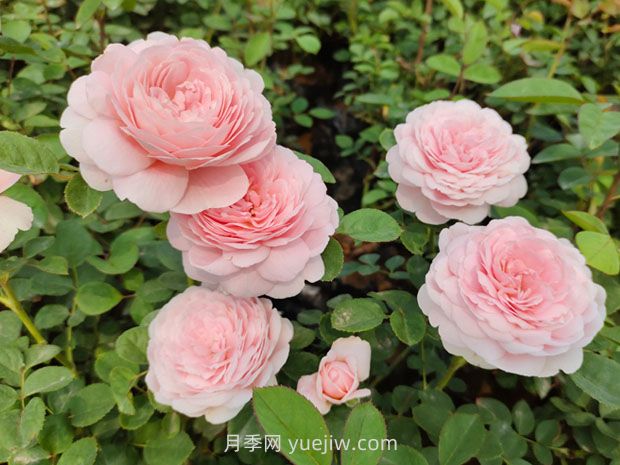 从一万种月季花中精选这10种,你喜欢吗?(图4) 从一万种月季花中精选这10种,你喜欢吗?(图4)