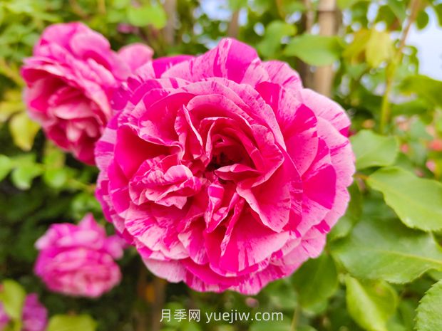 伊蕾莎斯特月季优缺点(图1) 伊蕾莎斯特月季优缺点(图1)