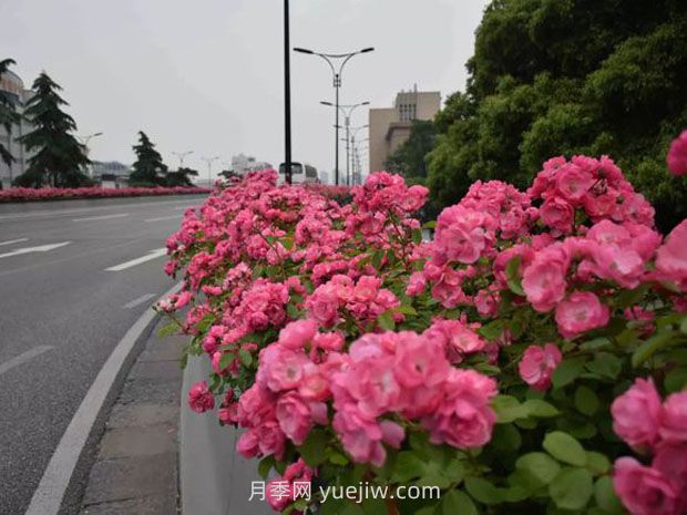 现在都流行栽月季吗？(图1)