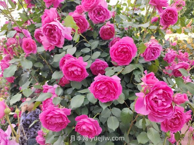 藤本月季只需做这5点，春季来场爆花(图2)