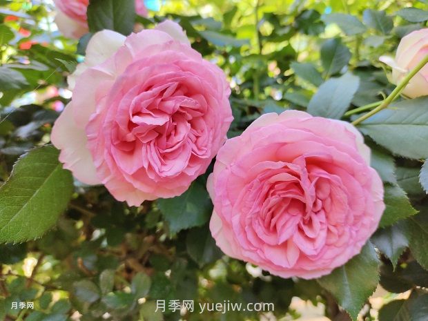 月季花园,美到让人窒息!(图1) 月季花园,美到让人窒息!(图1)