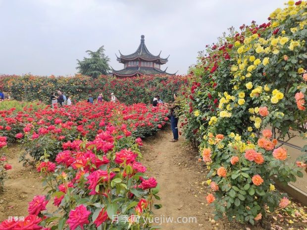 2024年第二届世界月季博览会在南阳精彩举办(图3)