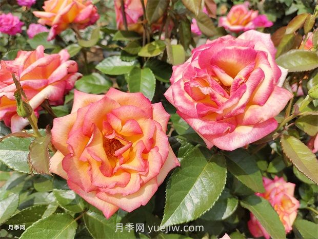 月季吃肉想不到，月季养护推荐食材及使用方法(图1)