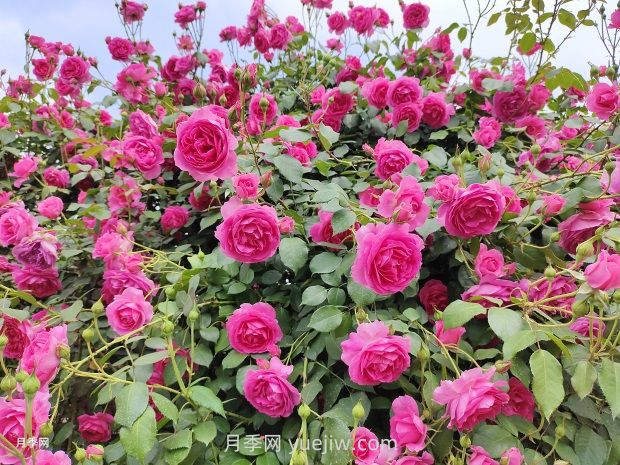 春天月季花败后，如何掌握快速复花技巧？(图1)