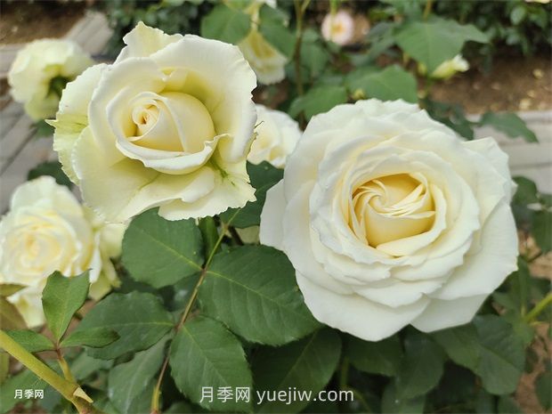 月季花怎么快速复花?6个技巧让月季快速复花(图1) 月季花怎么快速复花?6个技巧让月季快速复花(图1)