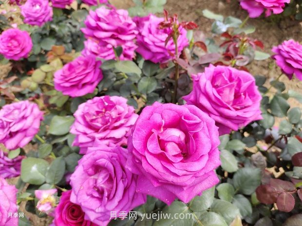 月季黑斑病、白粉病，3步轻松解决(图2)