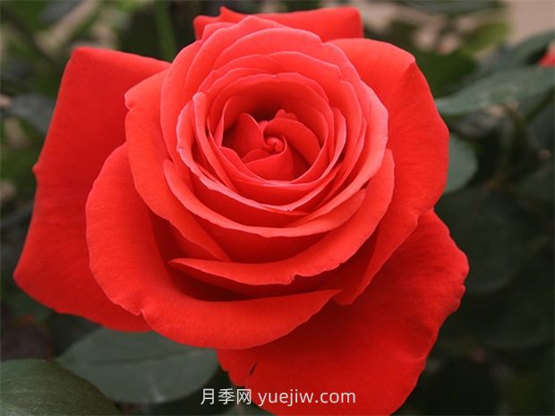 通俗版：蔷薇、月季、玫瑰分辨指南(图2)